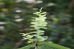 Desmodium pulchellum